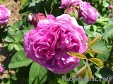Rose de Rescht Rose de Rescht