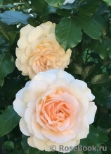 Chandos Beauty Chandos Beauty