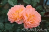 Rosemary Harkness Rosemary Harkness