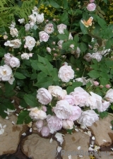 Blush Noisette Blush Noisette