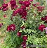 Burgundy Ice Burgundy Ice