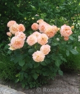 Augusta Luise Augusta Luise