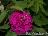 Rose de Rescht Rose de Rescht