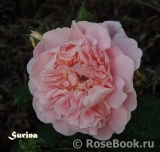 Surina