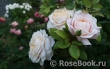 Crocus Rose® Crocus Rose®