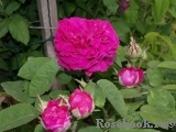 Rose de Rescht Rose de Rescht