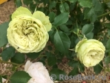 Lovely Green ® Lovely Green ®