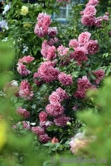 Rosarium Uetersen Rosarium Uetersen