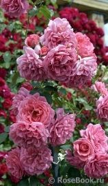 Rosarium Uetersen Rosarium Uetersen