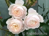 Desdemona Desdemona