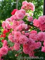 Rosarium Uetersen Rosarium Uetersen