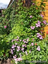 Veilchenblau Veilchenblau