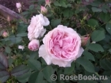 Morden Blush Morden Blush