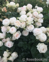 Madame Anisette ® Madame Anisette ®