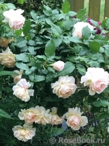 Chandos Beauty Chandos Beauty