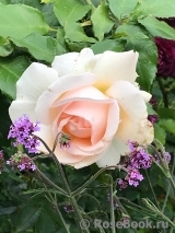 Chandos Beauty Chandos Beauty