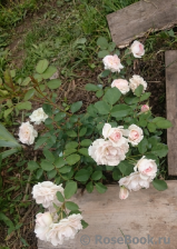 Morden Blush Morden Blush