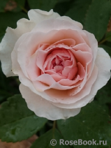 Morden Blush Morden Blush