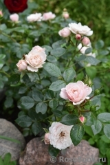 Starlet ®-Rose Alina ® Starlet ®-Rose Alina ®