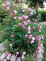 Heavenly Pink Heavenly Pink