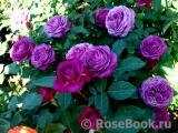 Heidi Klum Rose Heidi Klum Rose