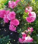 Rosarium Uetersen Rosarium Uetersen