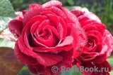 Crimson Glory Cl. Crimson Glory Cl.