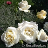 Chopin Chopin