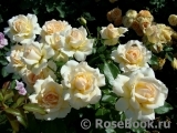 Chandos Beauty Chandos Beauty
