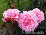 Tickled Pink Tickled Pink