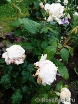 Chandos Beauty Chandos Beauty