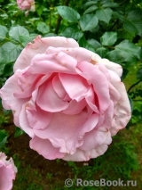 La Rose du Petit Prince La Rose du Petit Prince