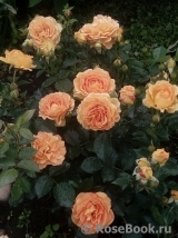 Goldelse Goldelse