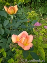 Lady of Shalott Lady of Shalott