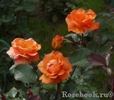 Westerland Westerland