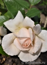 Chandos Beauty Chandos Beauty