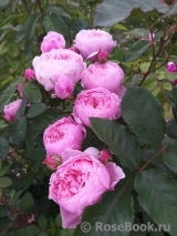 The Alnwick Rose The Alnwick Rose