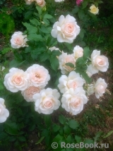 Chandos Beauty Chandos Beauty