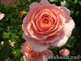 Poesie Poesie