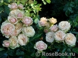 Eden Romantica ® Eden Romantica ®