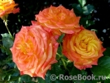 Gartenspass ® Gartenspass ®