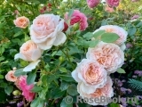 Garden of Roses Garden of Roses