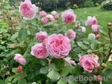 Olivia Rose Austin Olivia Rose Austin