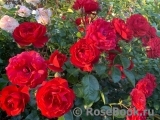 Scarlet BONICA ® Scarlet BONICA ®