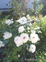 Jacqueline du Pre Jacqueline du Pre