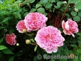 Princess Alexandra of Kent Princess Alexandra of Kent