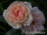 White Fox Rose White Fox Rose
