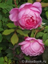 Alan Titchmarsh