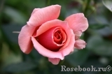 Poesie Poesie