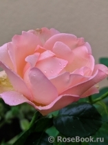 Sweet Syrie